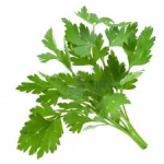 Image of parsley